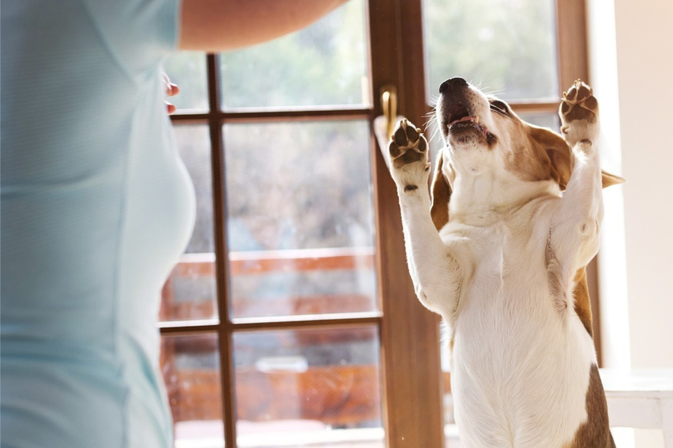 How to calm down overly excited dog greetings