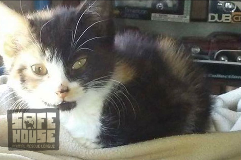 Returning to the shelter is not easy for the cats.