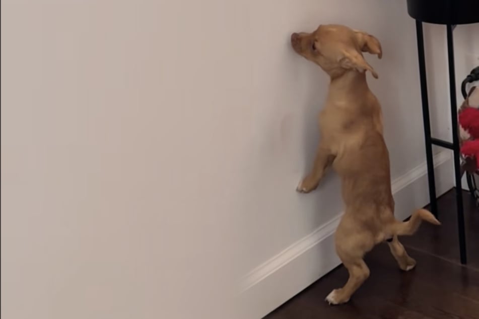 Shelter dog baffles his owner with the bizarre way he does his business!