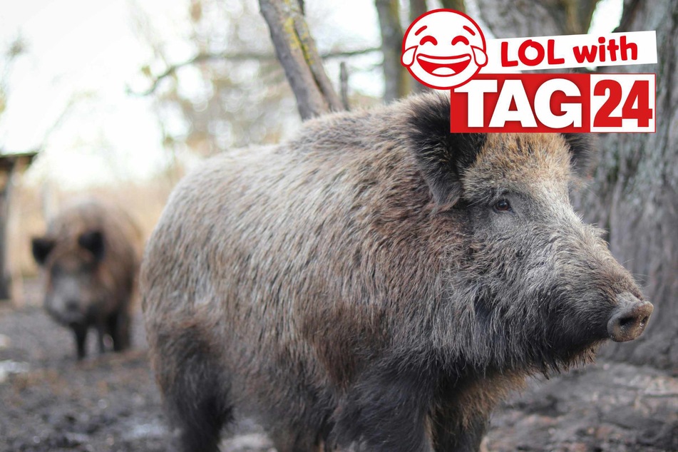 Joke of the Day for January 27, 2026: An animal funny