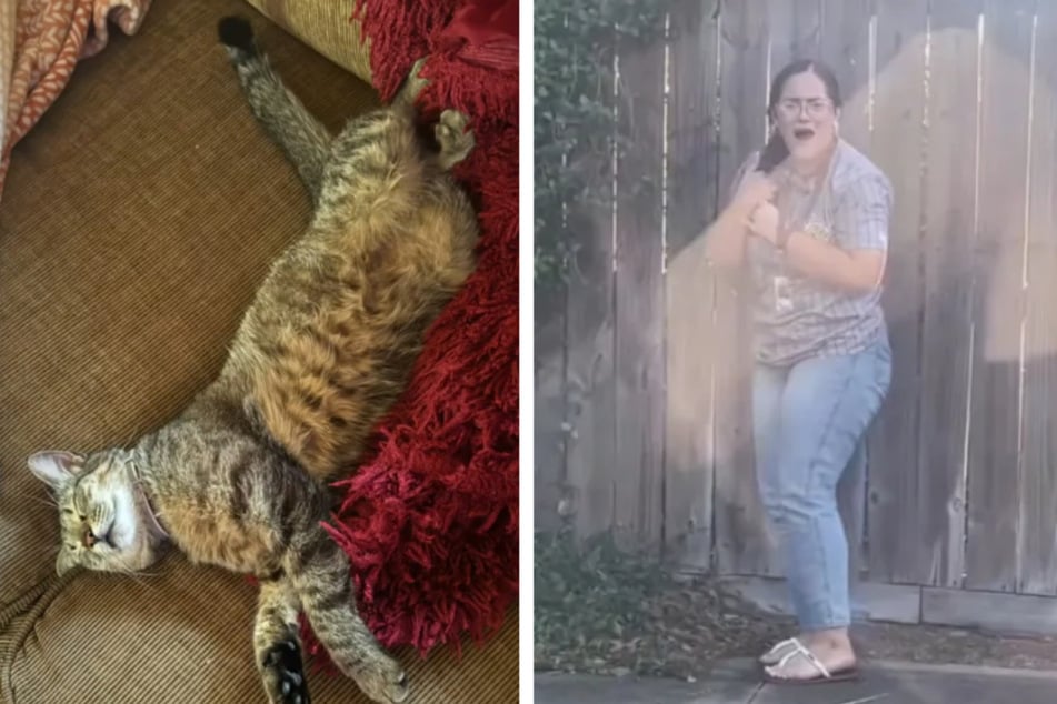 Cat-obsessed sisters hilariously convince parents to keep kitten with "rescue" ruse