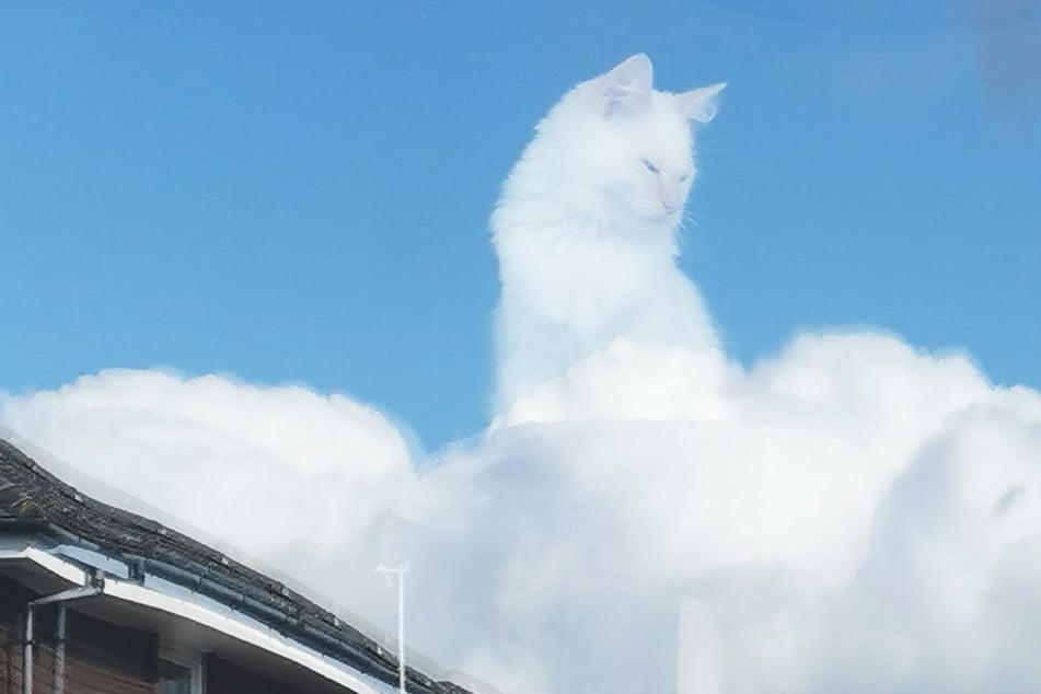 Cloud Feline: perfectly timed cat photo conquers Twitter
