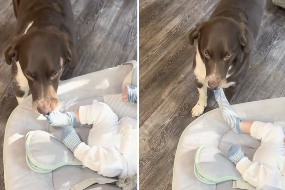 This dog had no shame in stealing the socks right off the feet of his baby brother!
