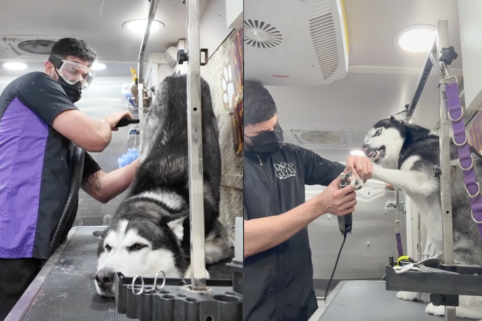 The beauty treatment was a real ordeal for the Husky dog.