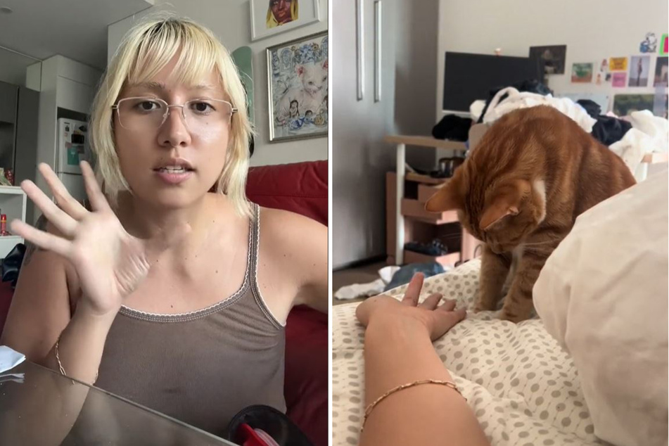 Cat's confused catnip-induced high has the internet giggling
