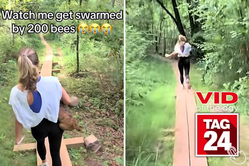 A peaceful hike turned into absolute chaos when a swarm of around 200 bees suddenly surrounded this couple and their dog Sadie.