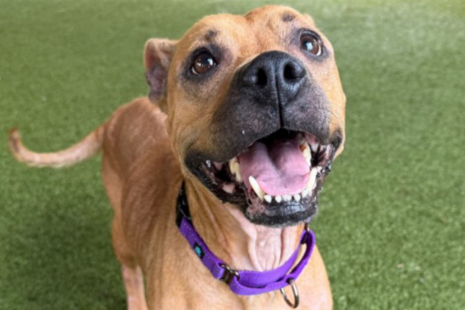 Roxy is a cheerful dog, but that hasn't done her any good so far.