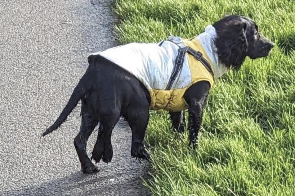 Ariel was born with two extra legs and was probably abandoned by her owners as a result.