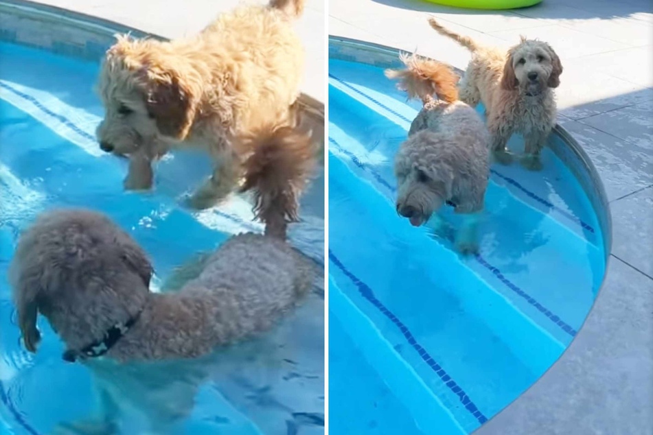 Water-obsessed dog shows new puppy how it's done on wild pool adventure!