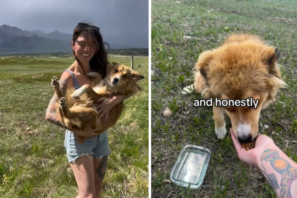 This little dog looks thrilled to be in her rescuer's arms.
