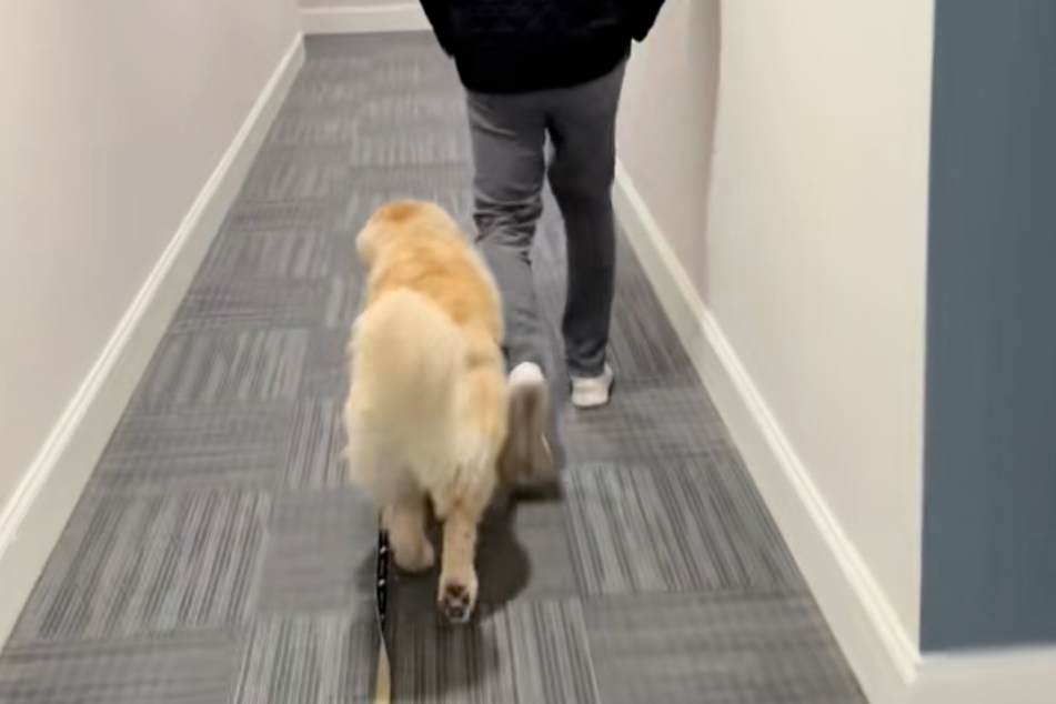 The golden retriever only goes outside voluntarily with his mom as long as his dad comes along, too!