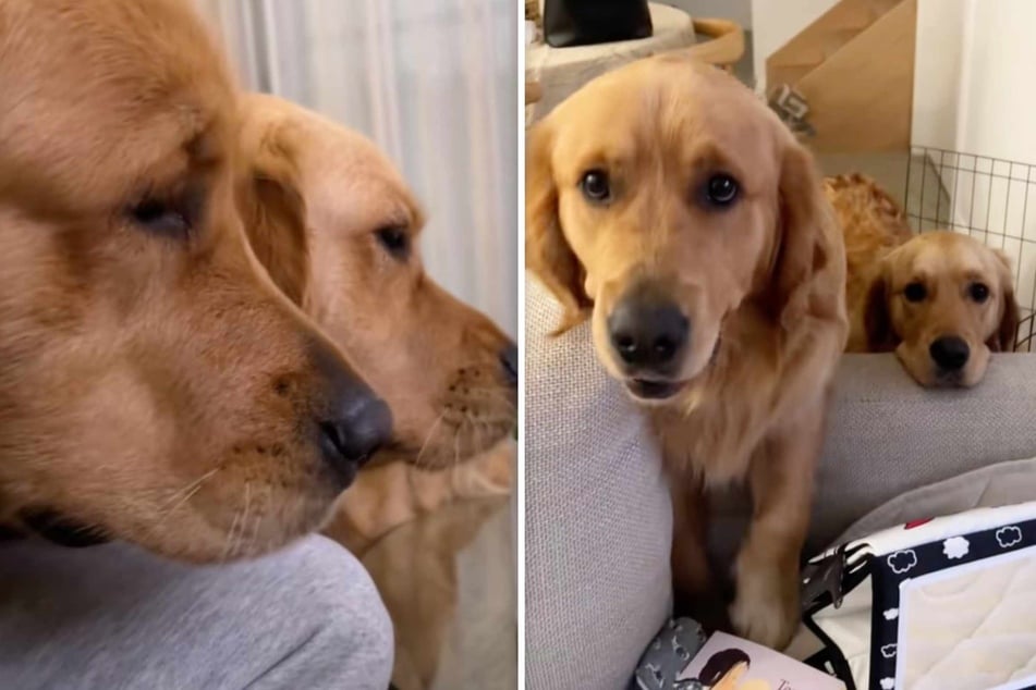 Dogs are obsessed with baby sister – watch them sweetly beg for some quality time!