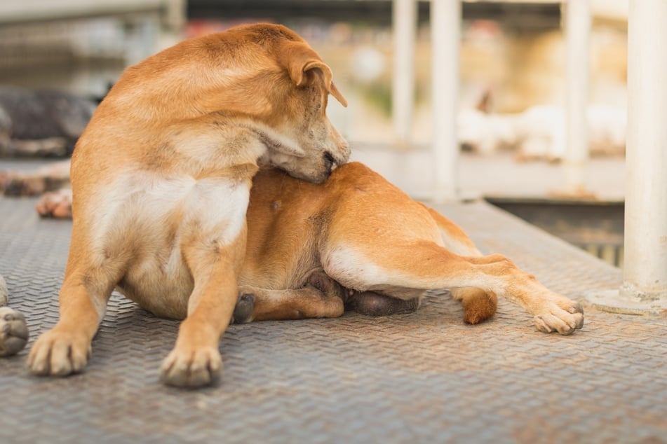 Dog lice: Symptoms and how to treat