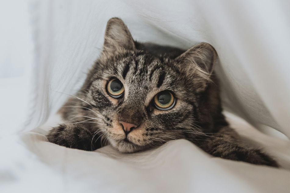 If your cat is hiccuping a lot at the moment, you should take it to the veterinarian.
