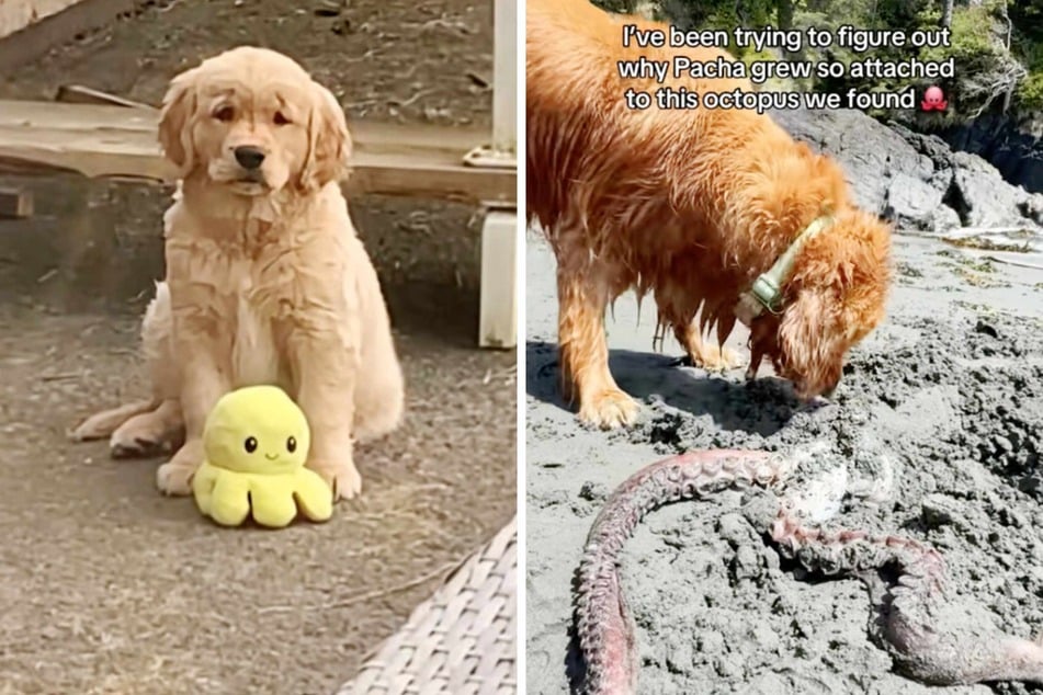 Dog is devastated after finding dead octopus for this heartbreaking reason: "I'm not crying, you're crying"