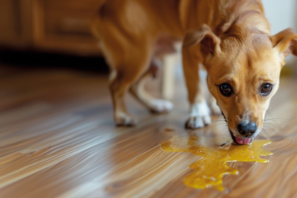 What is going on with a dog when it vomits yellow bile?