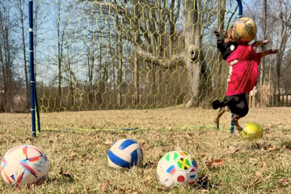 No round object gets past the dog – he guards his net ruthlessly.