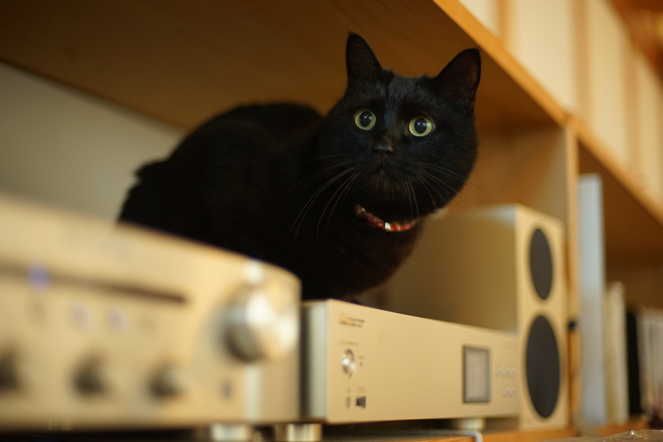 If the cat rubs against speakers or sits directly on them, it may like the sounds.