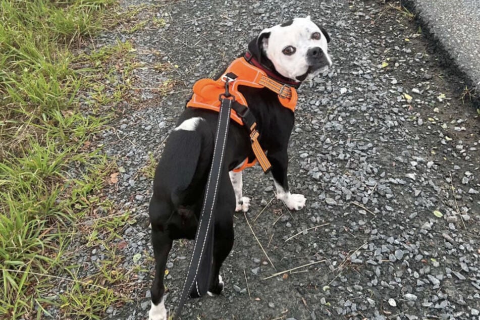 Thanks to a McDonald's burger, Nemo the dog was caught safely.
