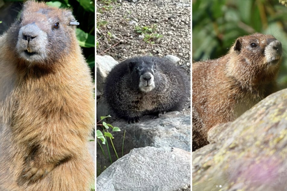 Meet the marmots competing in the very first Fat Marmot Week. Pictured are three of the eight contestants: Dawn (L), Open kite (C), and Dandelion (R).