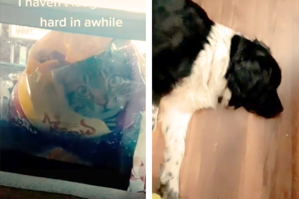 Alexa wanted to protect her family from a giant "cat" outside the window.