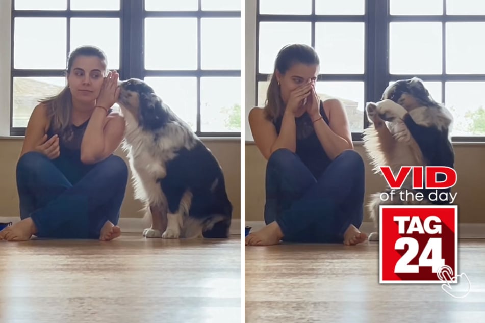 Viral Video of the Day for June 27, 2023: Dog shows off most epic trick on TikTok