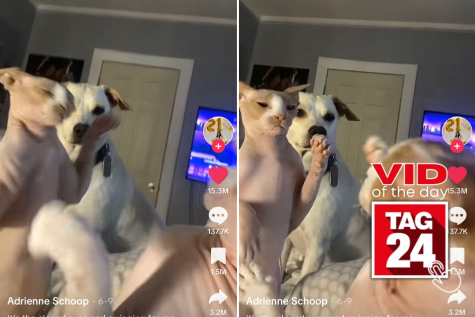 Viral Video of the Day for August 6, 2023: Cats duke it out in front of confused dog