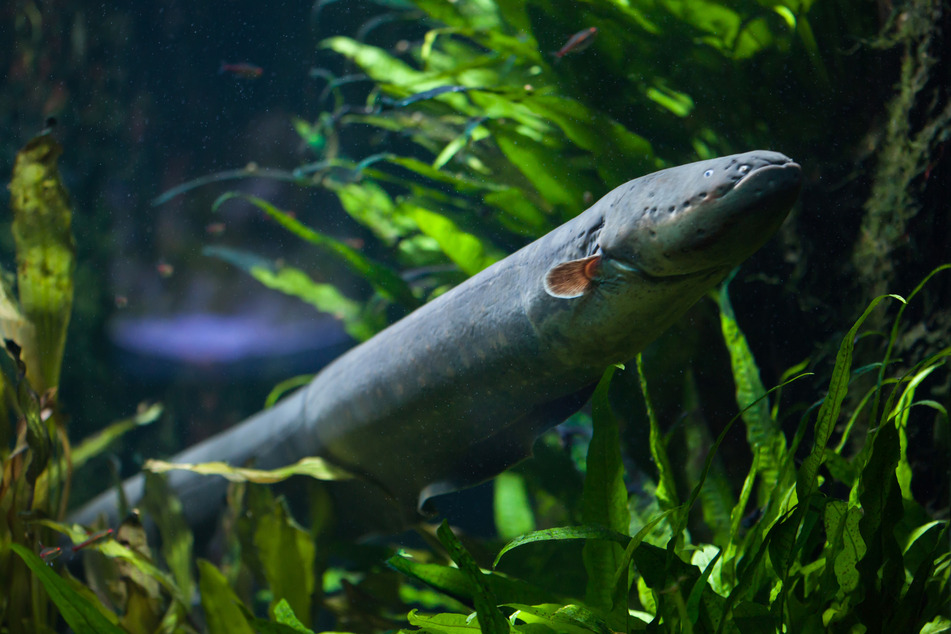 Eel wants to treat itself to a little snack but ends up chocking on it