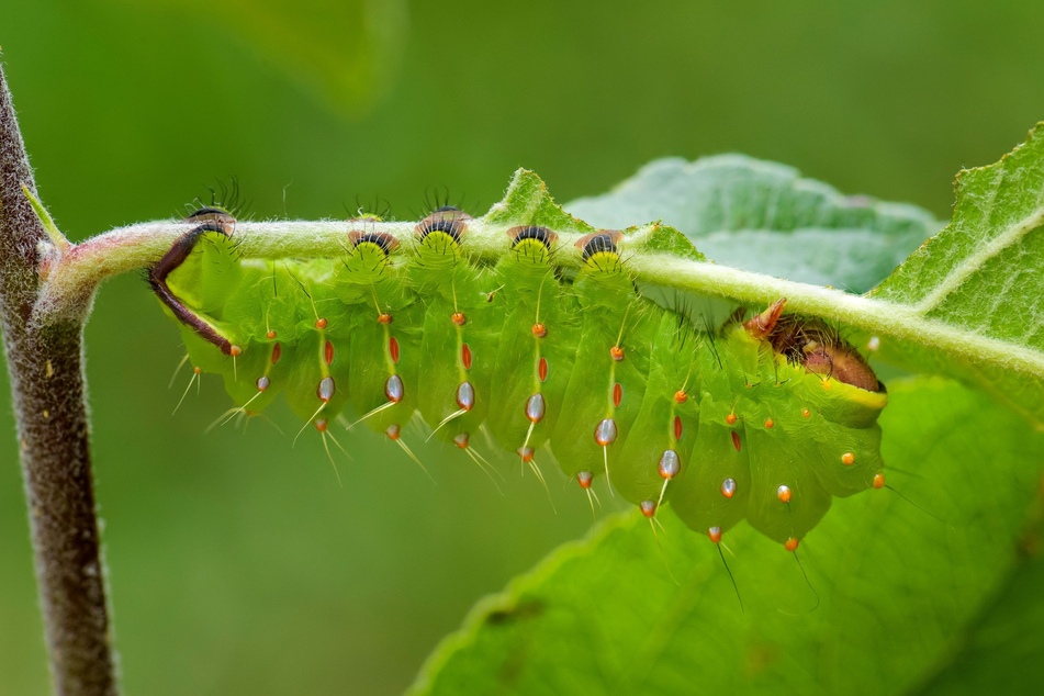 You'd never expect it, but the caterpillar of the silkworm moth eats more than any other animal.