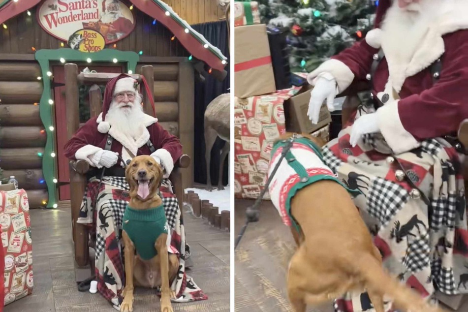 Viral Video of the Day for December 20, 2025: Dog loses his mind when he meets Santa Claus for the first time!