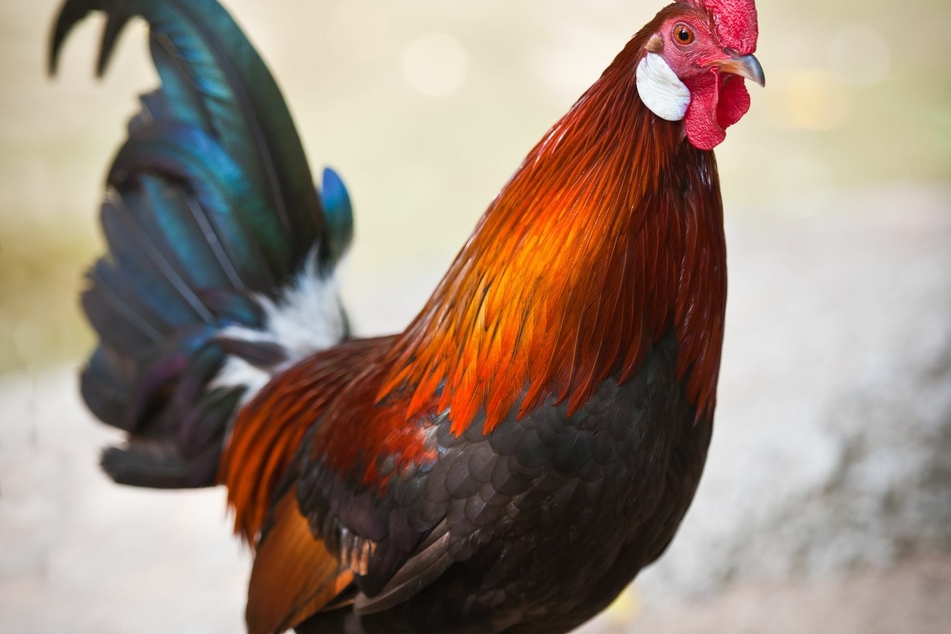 Police officer killed by rooster during raid on illegal cockfight
