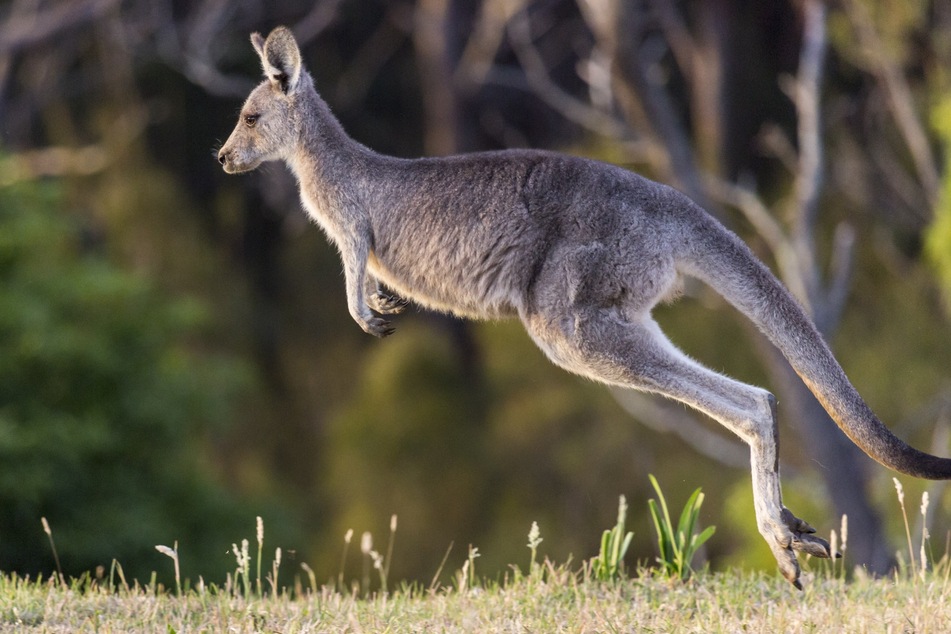 What animal can jump the highest?