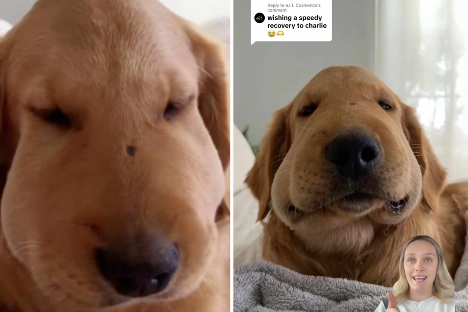Charlie the dog, nicknamed Chuck, recently had to learn the hard way that he shouldn't ask all animals to be his friend.