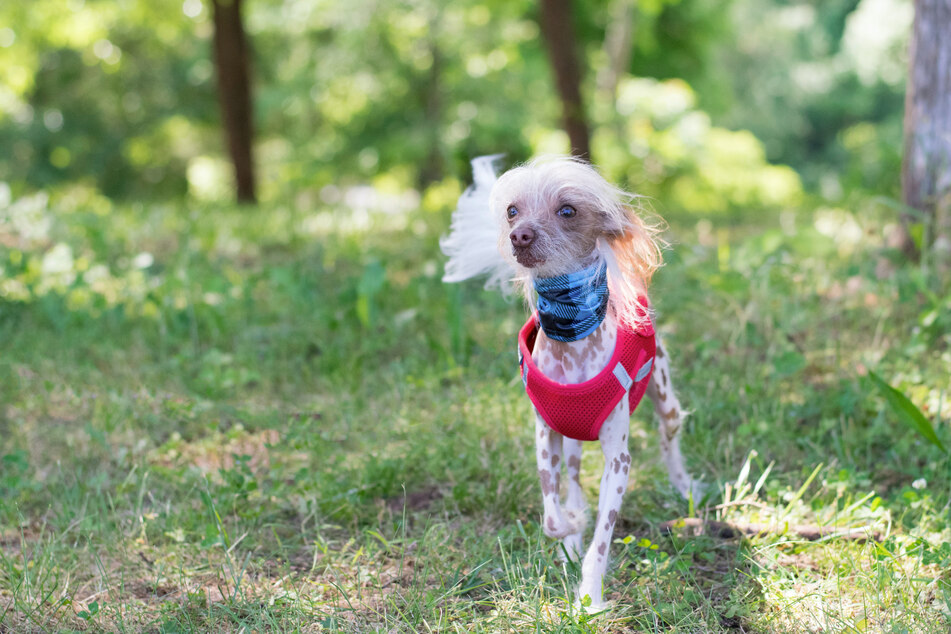 Hairless dogs are hardly the most attractive pups out there.