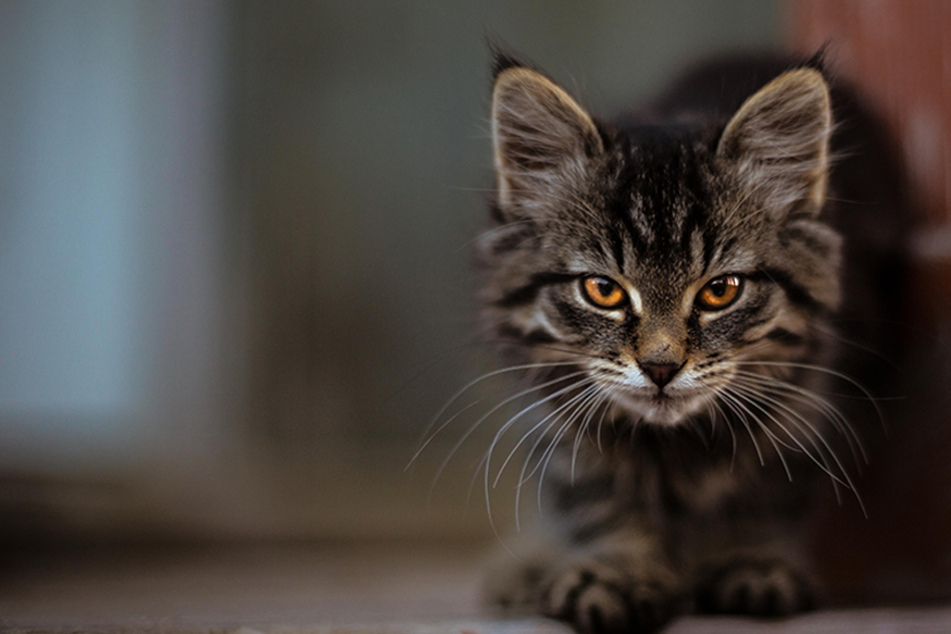 Florida feral cat goes on terror streak and sends locals to hospital