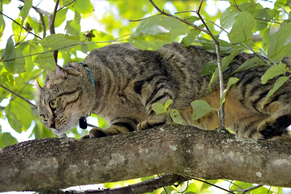 Highlanders are big, strong cats that have an intense hunting spirit.