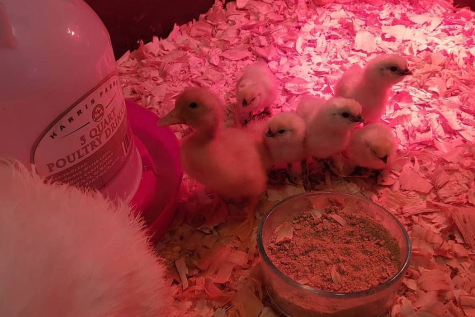 The fact that the duck is already much bigger than its siblings doesn't seem to bother anyone.