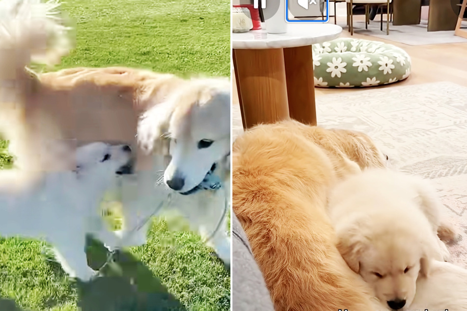 Fortunately, a friendship eventually developed between the two Golden Retrievers.