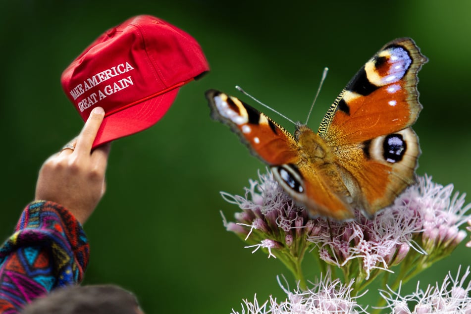 Butterflygate: National Butterfly Center forced to shut down due to QAnon harassment