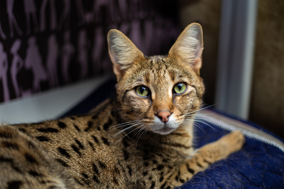 Savannahs are remarkably elegant cats, and take after their wilder cousins.