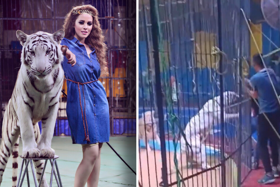 Horror in the circus ring as white tiger tears off a man's arm