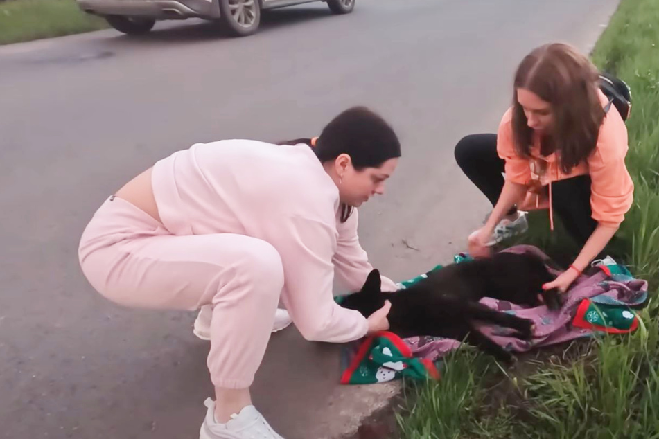 Dog rescued after a hit-and-run makes miraculous recovery