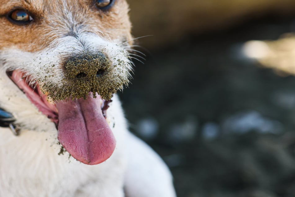 After playing outside, dirt is brought into the apartment and onto the dog's bed.
