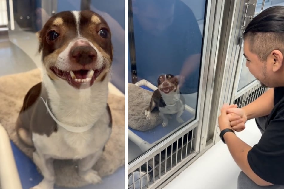 The rescuers went back to the animal shelter to check on the dog where they found out that their video on TikTok had helped to locate the worried owner.