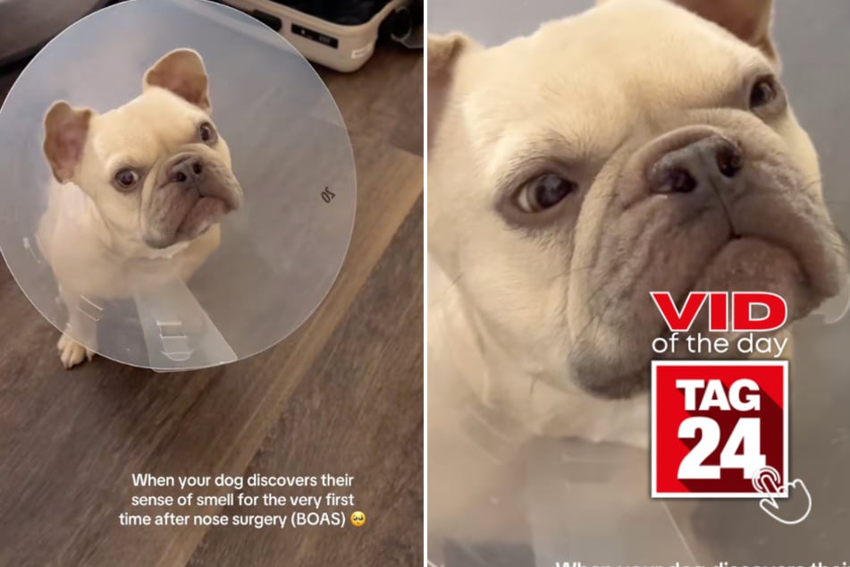 Viral Video of the Day for September 24, 2025: French bulldog's first sniff after surgery has TikTok crying!