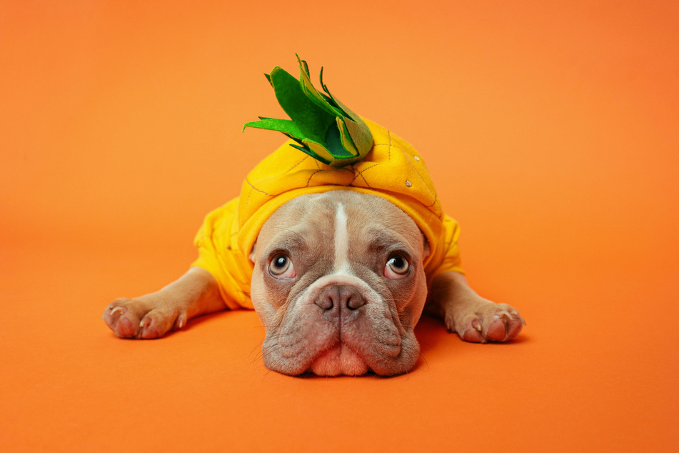 French bulldogs are sweet, cute, and extremely lazy.