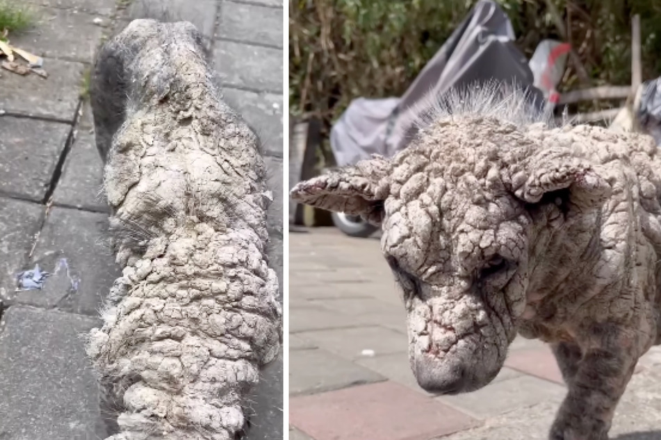 Poleng the dog suffered from such a severe rash that it almost looked like he had turned to stone.