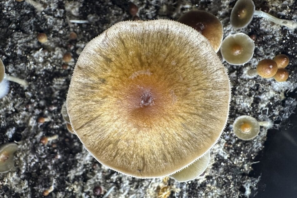 The off-duty pilot said he had taken magic mushrooms and was in a hallucinogenic state.