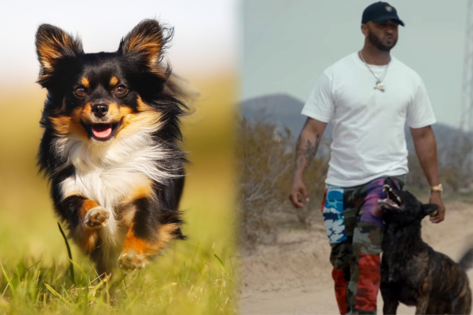 New Netflix show sparks outrage among dog lovers: "This is barbaric"