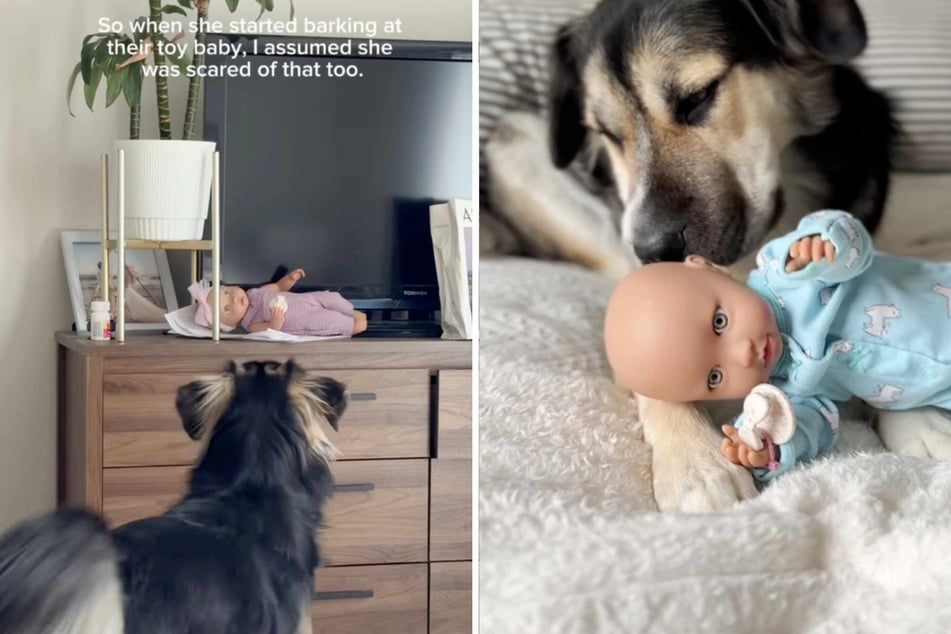 Dog owner thinks her pup is scared of a doll, but the truth melts her heart: "Once a nanny, always a nanny"
